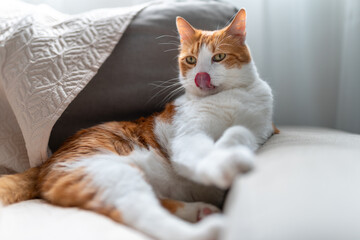 brown and white cat with yellow eyes lying on a sofa, licks its nose.