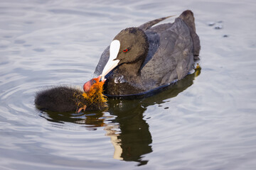 Eurasian mom coot feeds a chick in the water on a sunny summer evening. Close-up portrait of Eurasian coots in the water. 