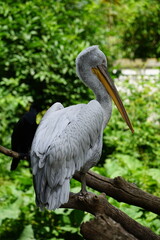 pelican on the tree
