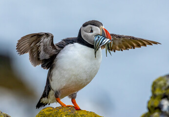 Puffins posing on a rock with a beak full of sand eels