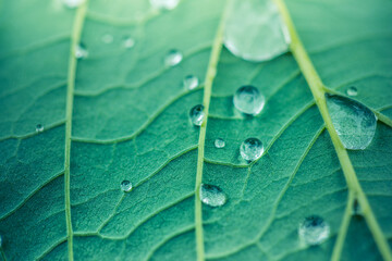 Beauty in nature. Relaxing soft blue green colors, macro water drops of dew in morning glow in sunlight. Beautiful leaf texture in nature. Natural background wallpaper. Idyllic spring summer closeup