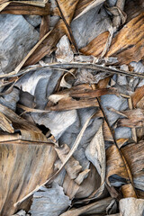 Dry banana leaves texture and background