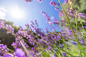Colorful summer flowers closeup. Peaceful bright romance blooming floral pattern. Purple blossom lavender, blue sky sunlight. Agriculture scenic. Beautiful natural background. Inspire beauty in nature