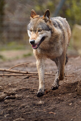 Eurasian wolf