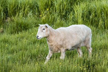 White sheep walking in grass