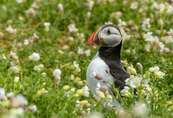 Atlantic puffin on the edge of its burrow in beautiful grass and coastal flowers in the sunshine on the Isle of May, Scotland