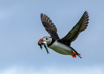 Puffins in flight with bright blue skies and beaks full of sand eels on the Isle of May, Scotland