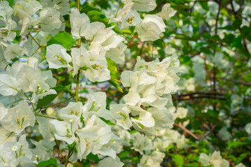 Beautiful bougainvillea, White bougainvillea flowers, white flowers look like paper, selective point, use wallpaper,