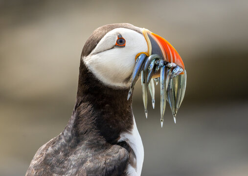 Puffins posing on a rock with a beak full of sand eels