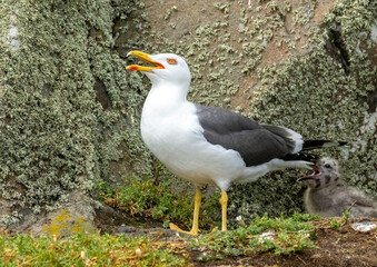 Black backed gull and chick both panting in the heat on a very hot day in the summer on the Isle of May, Scotland