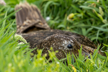 Female eider duck lying very low and well camouflaged on her nest protecting her eggs