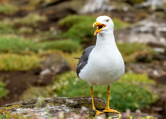 Black backed gull basking in the sunshine with beak wide open