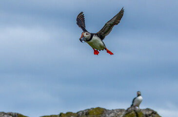 Puffins in flight with bright blue skies and beaks full of sand eels on the Isle of May, Scotland