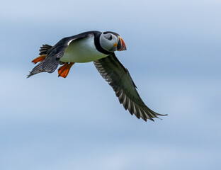 Puffins in flight with bright blue skies and beaks full of sand eels on the Isle of May, Scotland