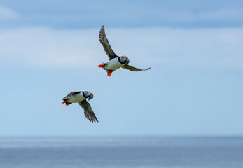 Fototapeta na wymiar Puffins in flight with bright blue skies and beaks full of sand eels on the Isle of May, Scotland