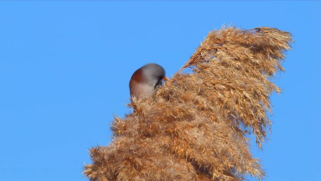 Wildlife - Birds. They feed on bearded reedling (Panurus biarmicus) birds, insects and reed seeds that live in large reeds in wetlands.