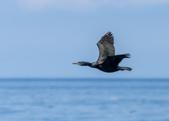 Cormorant sea bird in flight low over the blue ocean