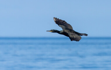 Cormorant sea bird in flight low over the blue ocean