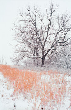 Winter grasses and trees in a snowy field in rural Southwestern Ohio