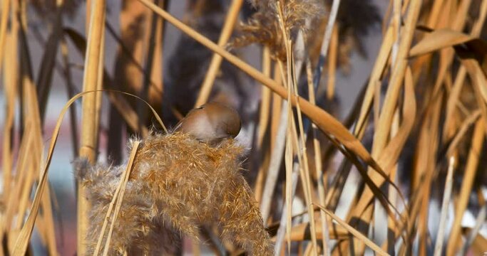 Wildlife - Birds. They feed on bearded reedling (Panurus biarmicus) birds, insects and reed seeds that live in large reeds in wetlands.
