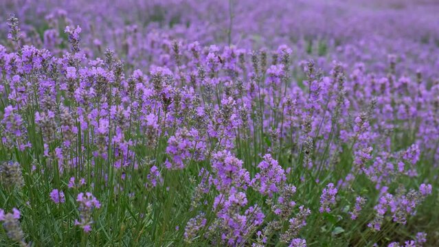 Field of lavender farm. Beautiful purple flowers Sustainable, regional organic cultivation in Tirana, Albania, 4K footage.