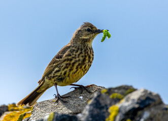 Meadow pipit small bird, standing on a wall with a green caterpillar in its beak