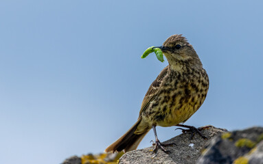 Meadow pipit small bird, standing on a wall with a green caterpillar in its beak