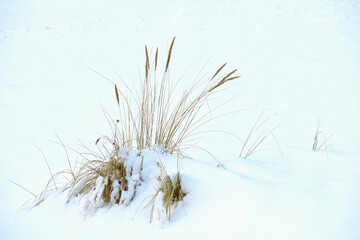 Zimowy krajobraz nadmorski, trawy na śniegu, rosochate sosny, wydmy, zachmurzone niebo.