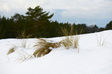 Zimowy krajobraz nadmorski, trawy na śniegu, rosochate sosny, wydmy, zachmurzone niebo. © Tomasz