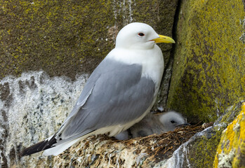 Kittiwake small sea gull bird in nest with very small and fluffy chicks on the cliff side