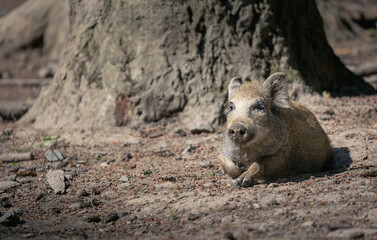 wild boar in the woods 