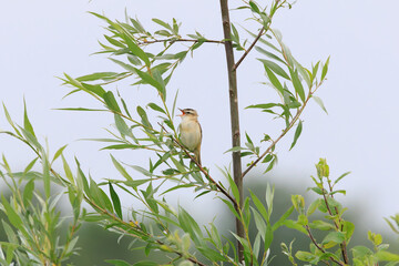 Close up of a singing Reed Warbler, Acrocephalus schoenobaenus, in its natural habitat standing on a willow branch among fresh green leaves in springwillow branch among young green leaves in spring