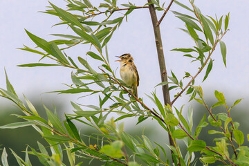 Close up of a singing Reed Warbler, Acrocephalus schoenobaenus, in its natural habitat standing on a willow branch among fresh green leaves in springwillow branch among young green leaves in spring