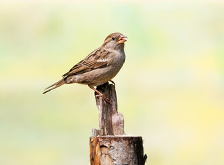 close up female House Sparrow, Passer domesticus, on feeding spot in top of sawn-off tree trunk looking up with eye contact and legs with sharp nails firmly clamped around upwardly sticking wood chip - obrazy, fototapety, plakaty