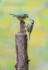 Close up of a pair of Blue Tits, Cyanistes caeruleus, hanging from a tree trunk and luring each other by offering food as part of a mating ritual against a soft yellow blurred background