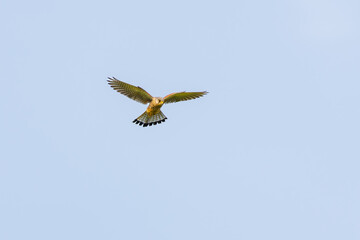 Close up of a soaring and hunting Kestrel, Falco tinnunculus, against background of clear blue sky