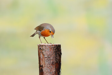 Close up of a European Robin, Erithacus rubecula, standing bent and looking up eye contact on a sawed off tree trunk against bright soft yellow background - obrazy, fototapety, plakaty