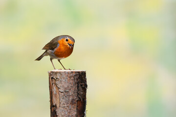 Close up of a European Robin, Erithacus rubecula, standing bent with beak opened and looking up friendly with eye contact on a sawed off tree trunk against bright soft yellow background - obrazy, fototapety, plakaty