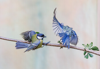 Fight between Great Tit, Parus major, and Blue Tit, Cyanistes caeruleus, over possession of...