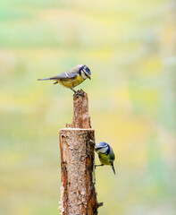 Close up of a pair of Blue Tits, Cyanistes caeruleus, hanging from a tree trunk and luring each other by offering food as part of a mating ritual against a soft yellow blurred background
