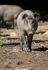 wild boar in the woods 