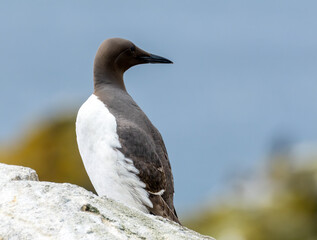 Guillemot sea bird resting on a rock on the cliff in the sunshine with beautiful blue sea background