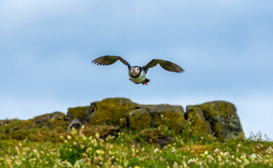 Puffins in flight with bright blue skies and beaks full of sand eels on the Isle of May, Scotland