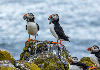 Puffins posing on a rock with a beak full of sand eels