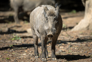 wild boar in the woods