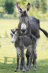 Portrait of a baby donkey with it's mother 