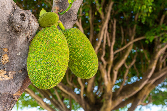 Tropical jackfruit Artocarpus heterophyllus hanging from a tree branch. Large exotic fruit with rough skin in an organic orchard. Yaca, Yaka