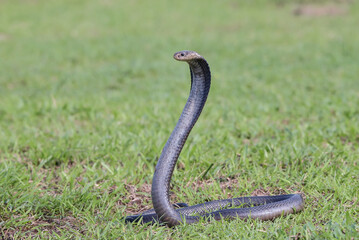 Javan spitting cobra on a grass in defend position