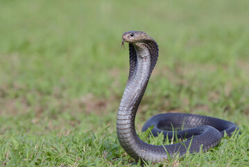 Javan spitting cobra on a grass in defend position