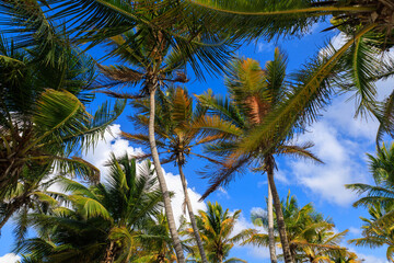 Fototapeta na wymiar A Group of Palm Trees Against a Blue Sky with White Clouds